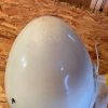 Piper PA32-300 Cherokee Six 2-Blade Hartzell Spinner And Bulkhead. Painted. Used - part number 67790-00 (spinner dome) (view 3)
