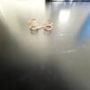 Piper Trim Switch Spring. Service Bulletin Compliant. New - part number 757-685 (view 3)